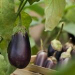 Kada sėti baklažanus