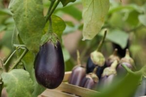 Kada sėti baklažanus