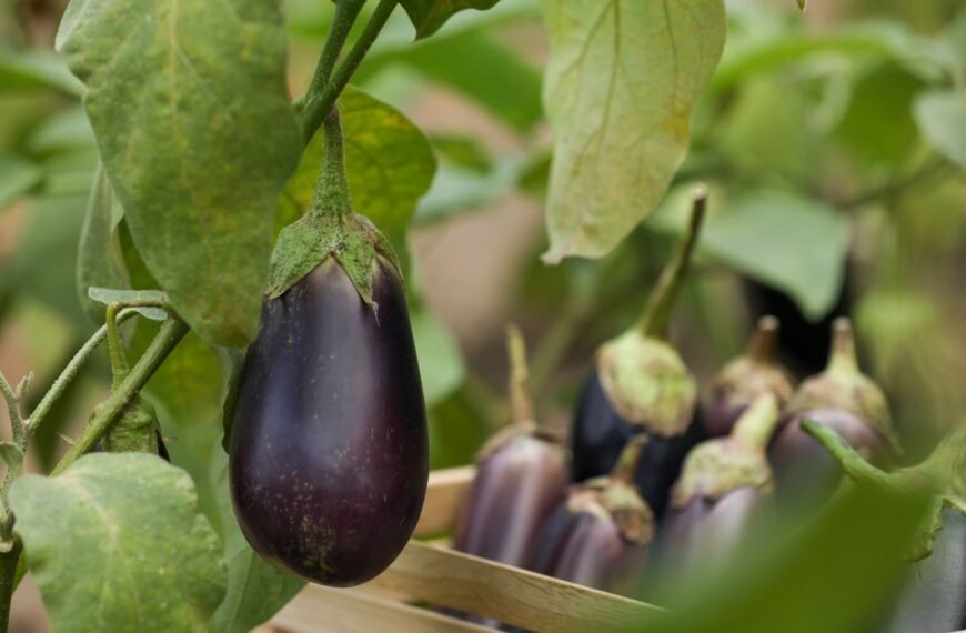 Kada sėti baklažanus