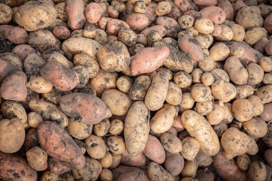 Kada bulvės gali būti nuodingos ir kaip jos gali pakenkti sveikatai? Kaip laikyti bulves?