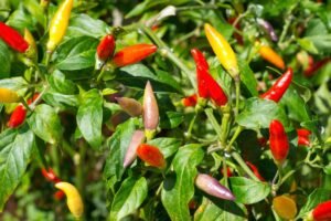 Kada sėti čili pipirus