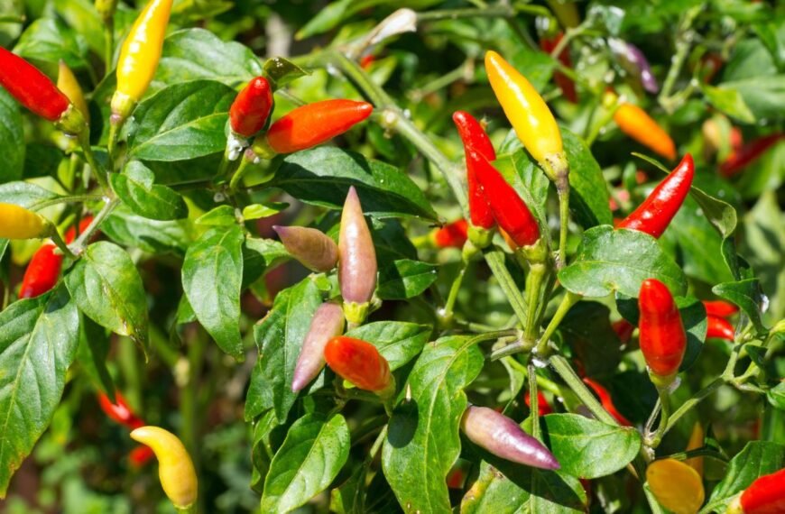 Kada sėti čili pipirus