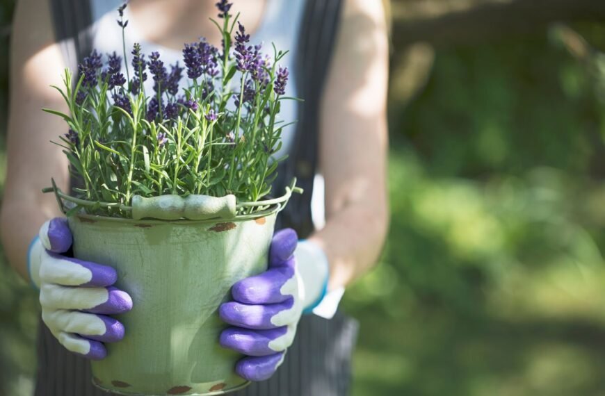 Kada sėti levandas
