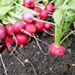 Kada sėti ridikėlius