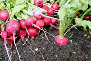 Kada sėti ridikėlius