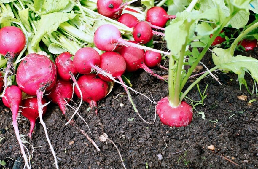 Kada sėti ridikėlius