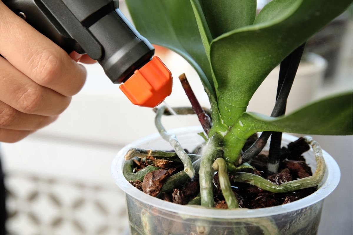 Gintaro rūgštis – neįtikėtinos galios šaltinis augalams