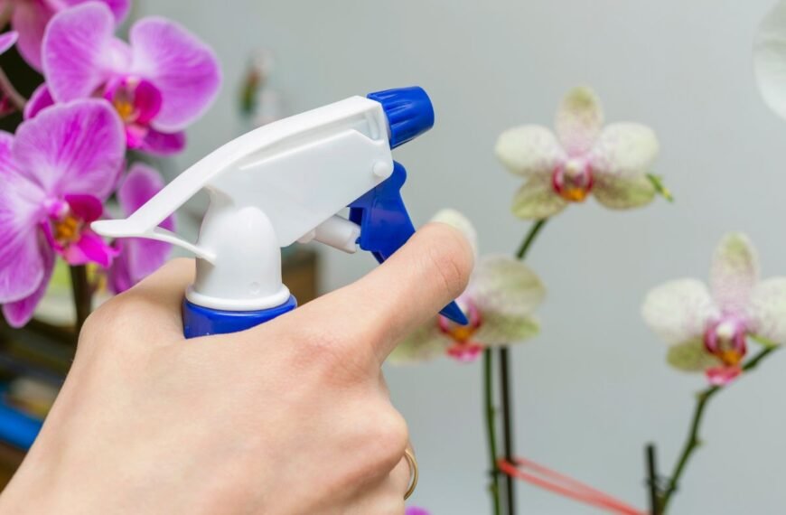 Gintaro rūgštis buityje – neįtikėtinos galios šaltinis augalams, kuriuo džiaugsis ne tik orchidėjos