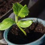 Kada sėti agurkus – sėjos skirtumai tarp šiltnamyje ir lauke auginamų agurkų