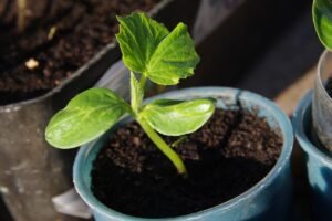 Kada sėti agurkus – sėjos skirtumai tarp šiltnamyje ir lauke auginamų agurkų