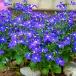 Kada sėti lobelijas - nepraleiskite vienintelio sėjos termino