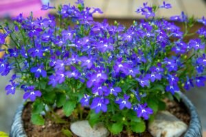 Kada sėti lobelijas - nepraleiskite vienintelio sėjos termino