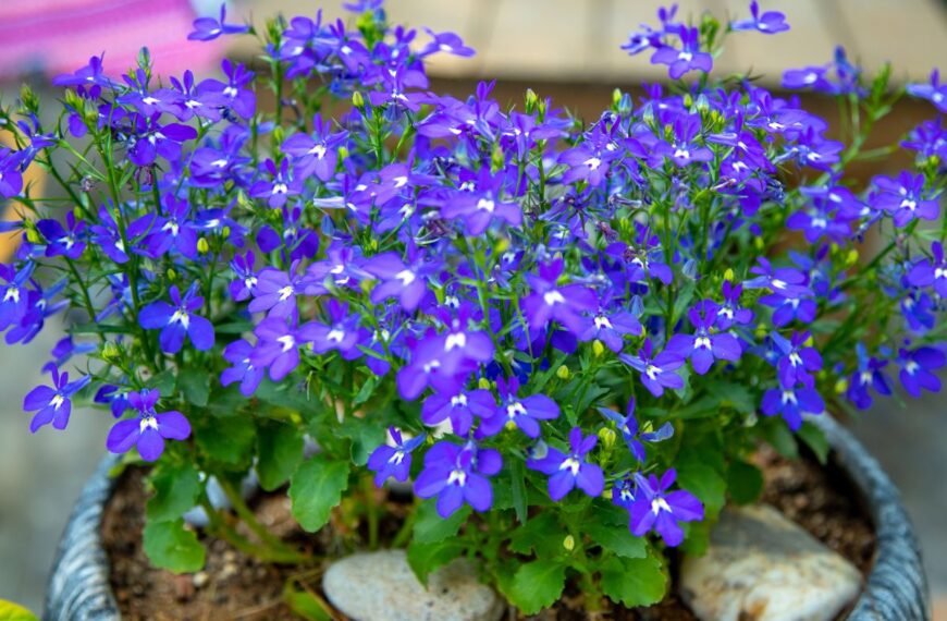 Kada sėti lobelijas - nepraleiskite vienintelio sėjos termino