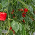 Kada sėti paprikas: priklausys nuo to, kur jas auginsite