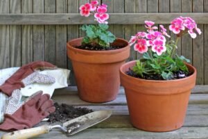 Kada sėti pelargonijas, o kada jas dauginti? Suspėkite dabar, jei to nepadarėte dar sausį