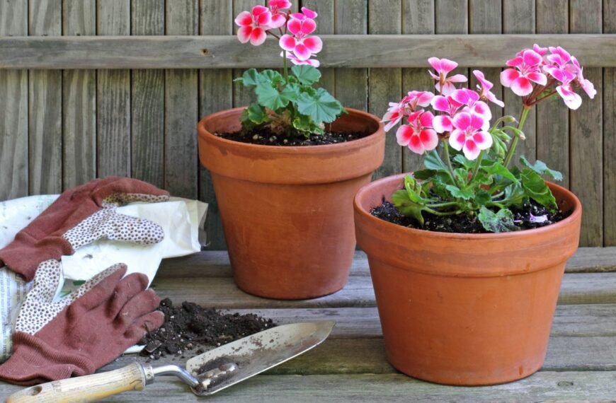 Kada sėti pelargonijas, o kada jas dauginti? Suspėkite dabar, jei to nepadarėte dar sausį
