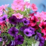 Kada sėti petunijas: atsakysime, kodėl šias gėles reikia sėti nuo vasario mėnesio