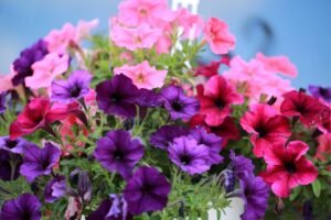 Kada sėti petunijas: atsakysime, kodėl šias gėles reikia sėti nuo vasario mėnesio
