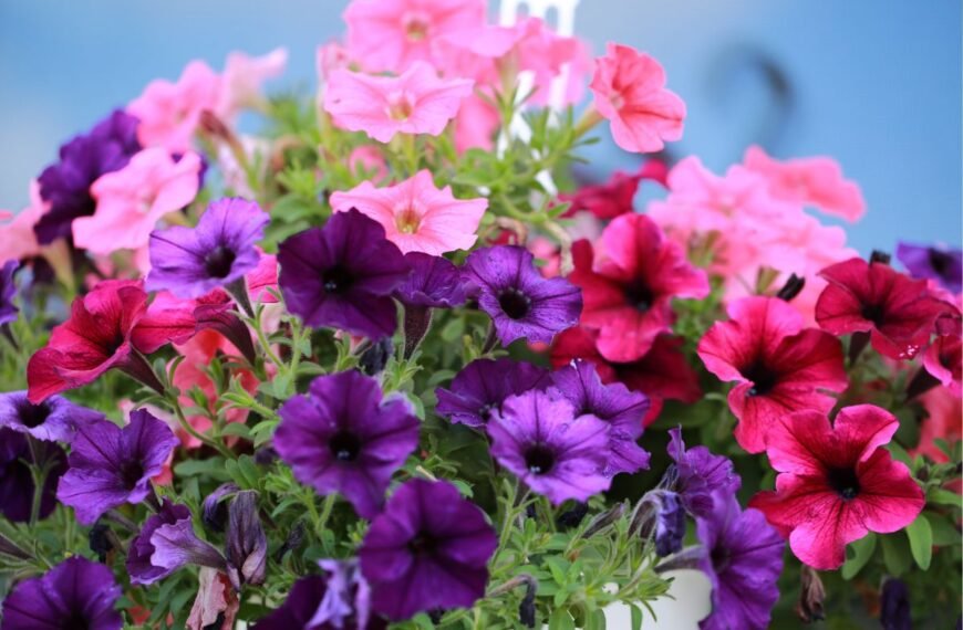 Kada sėti petunijas: atsakysime, kodėl šias gėles reikia sėti nuo vasario mėnesio