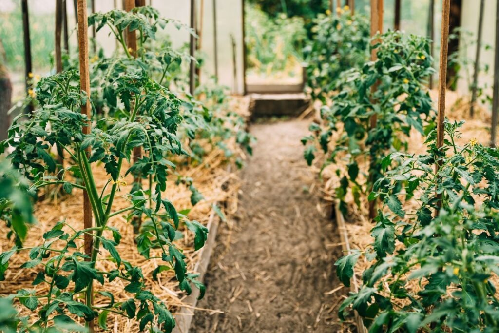 Pomidorų sodinimas šiltnamyje