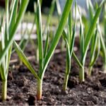 Kada sėti porus? Kaip prižiūrėti porų sodinukus ir kada juos persodinti į dirvą?