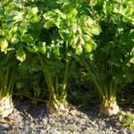 Kada sėti salierus? Būtinai suspėkite tai padaryti vasario–kovo mėnesiais