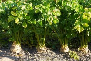 Kada sėti salierus? Būtinai suspėkite tai padaryti vasario–kovo mėnesiais