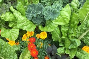 Kada sėti salotas? Kokias jų rūšis bei veisles pasirinkti?