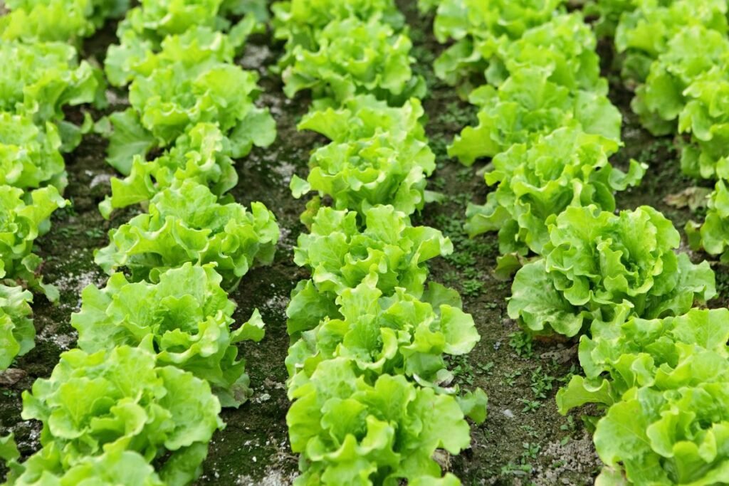 Kada sėti salotas: lapinės salotos