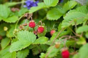 Kada sėti žemuoges? Vasaris - tinkamas laikas ruošti žemuoges daigams