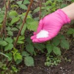 Kada tręšti avietes? Sužinokite, ar jas galima tręšti pelenais