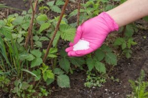 Kada tręšti avietes? Sužinokite, ar jas galima tręšti pelenais