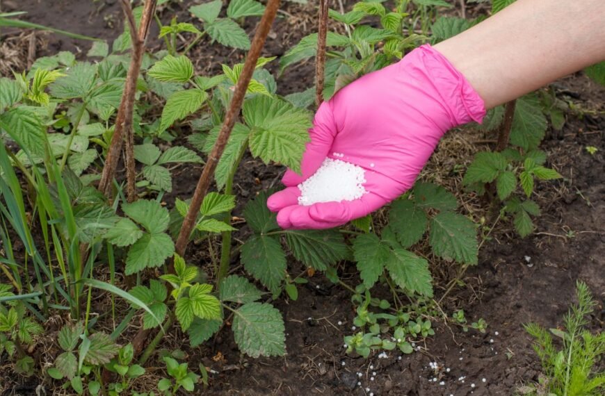 Kada tręšti avietes? Sužinokite, ar jas galima tręšti pelenais