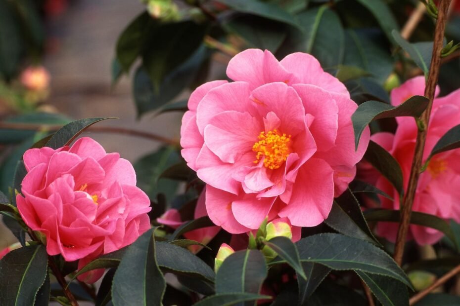 Kamelija – „rožė“ jūsų kambaryje ar lauke. Kaip tinkamai susidoroti su šio įnoringo augalo poreikiais?
