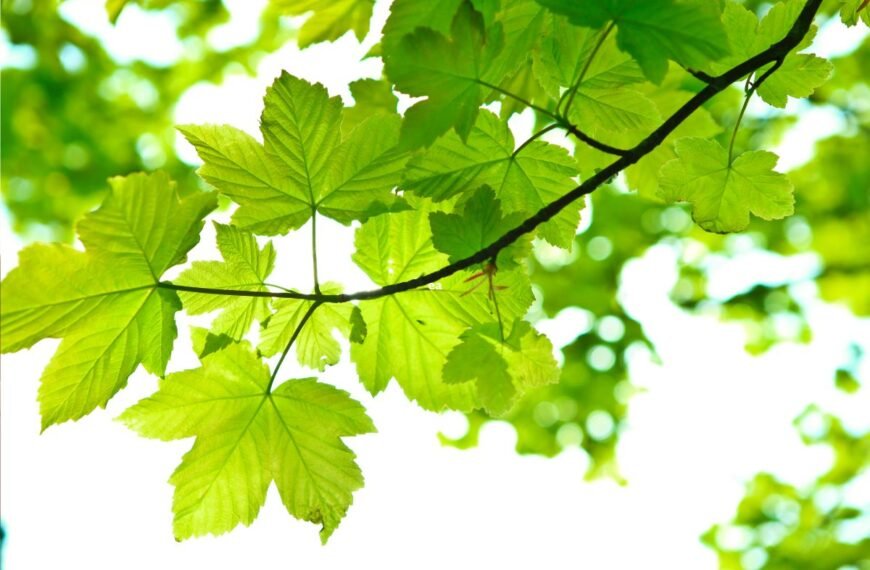 Klevas – spalvingųjų lapų puošmena sodyboje. Ar žinojote, kad klevas yra tinkamas gyvatvorei?