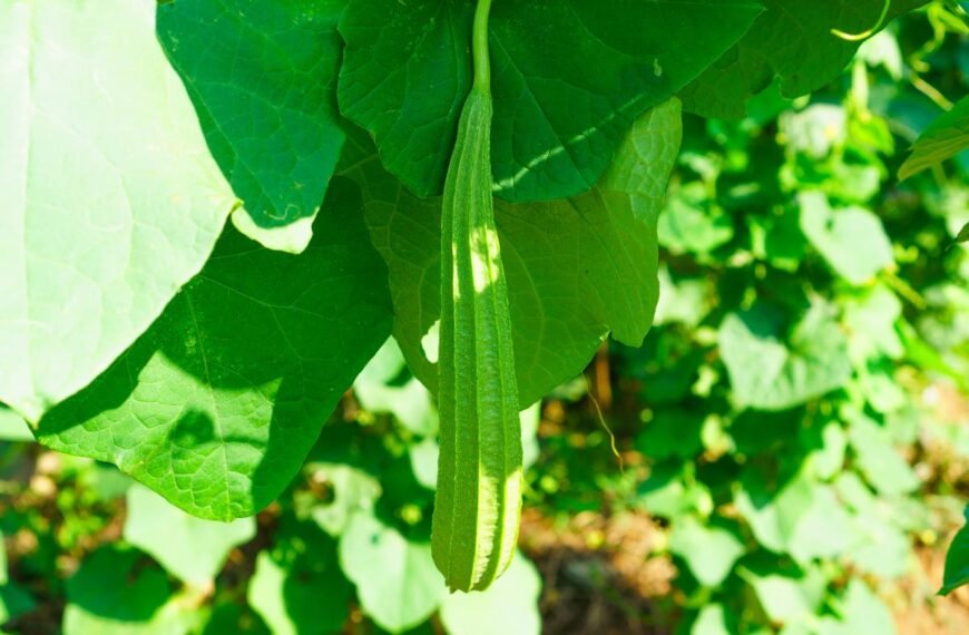 Lufa arba plaušenė – egzotiškasis „agurkas“, kuris auginamas dėl kiek kitokios paskirties: nesunkiai užsiauginkite ir patys