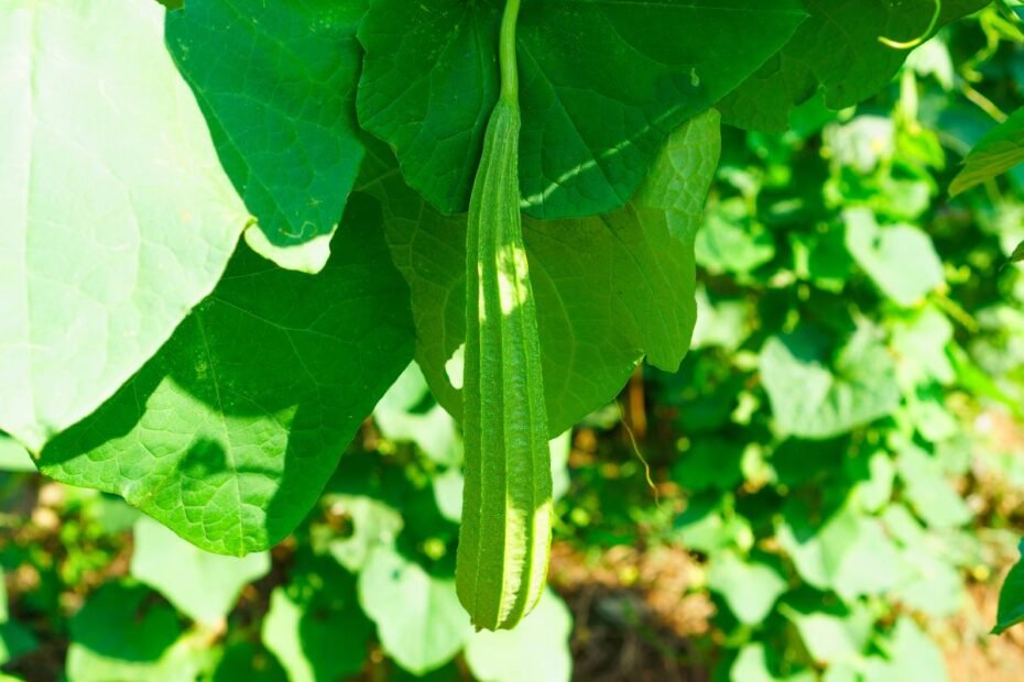 Lufa arba plaušenė – egzotiškasis „agurkas“, kuris auginamas dėl kiek kitokios paskirties: nesunkiai užsiauginkite ir patys