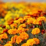 Kada sėti serenčius