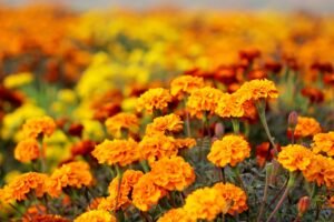 Kada sėti serenčius