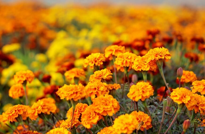 Kada sėti serenčius