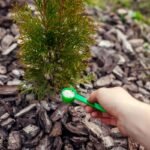 Tujų tręšimas – kada tai atlikti ir kokias trąšas naudoti?