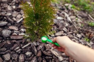 Tujų tręšimas – kada tai atlikti ir kokias trąšas naudoti?