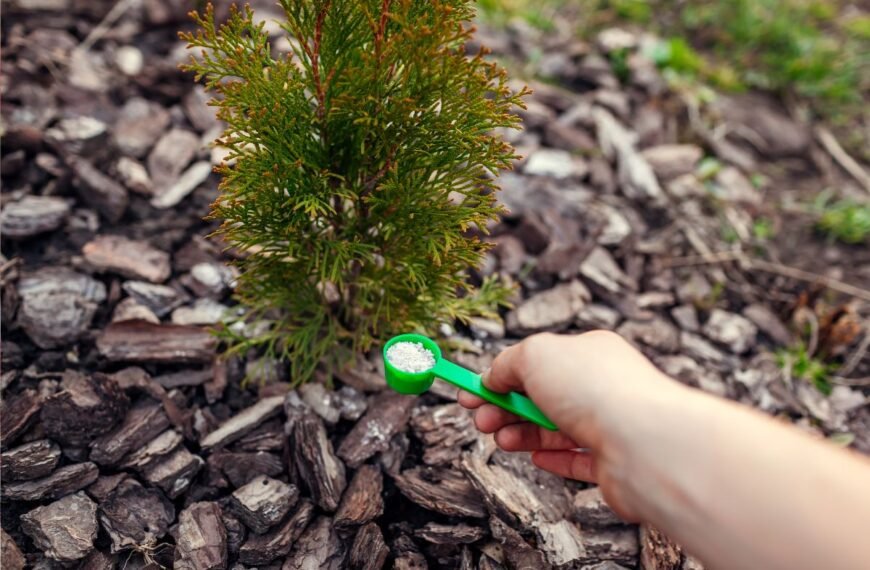 Tujų tręšimas – kada tai atlikti ir kokias trąšas naudoti?