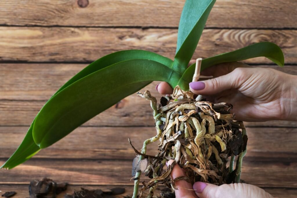 Dažniausia orchidėjų liga – juodasis puvinys
