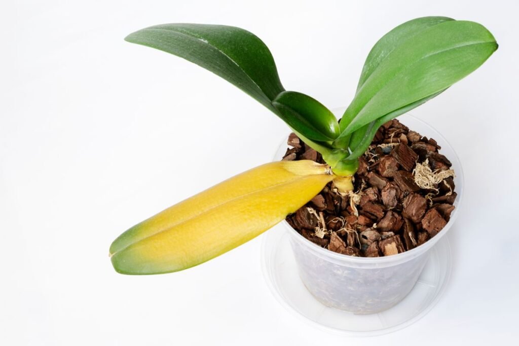 Orchidėjos fuzariozinis vytulio puvinys