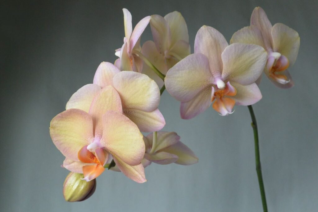 Orchidėjos