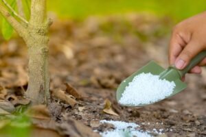 Kada tręšti vaismedžius pavasarį? Skirtingi tręšimo ypatumai jauniems ir subrendusiems medžiams