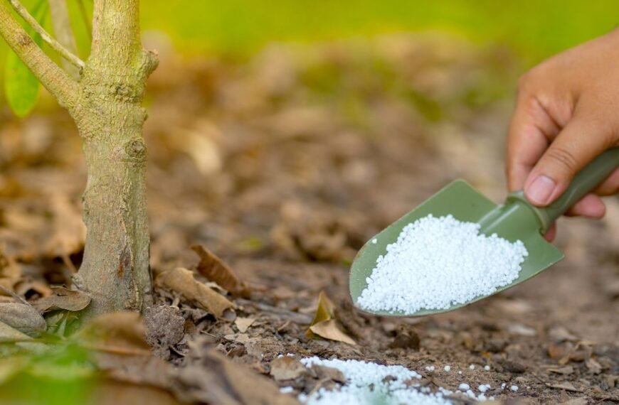 Kada tręšti vaismedžius pavasarį? Skirtingi tręšimo ypatumai jauniems ir subrendusiems medžiams