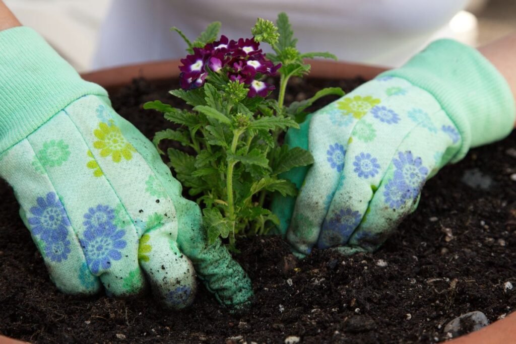 Verbena