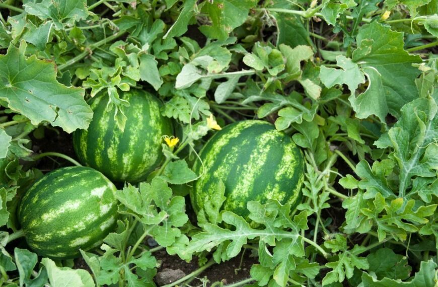 Kada sėti arbūzus